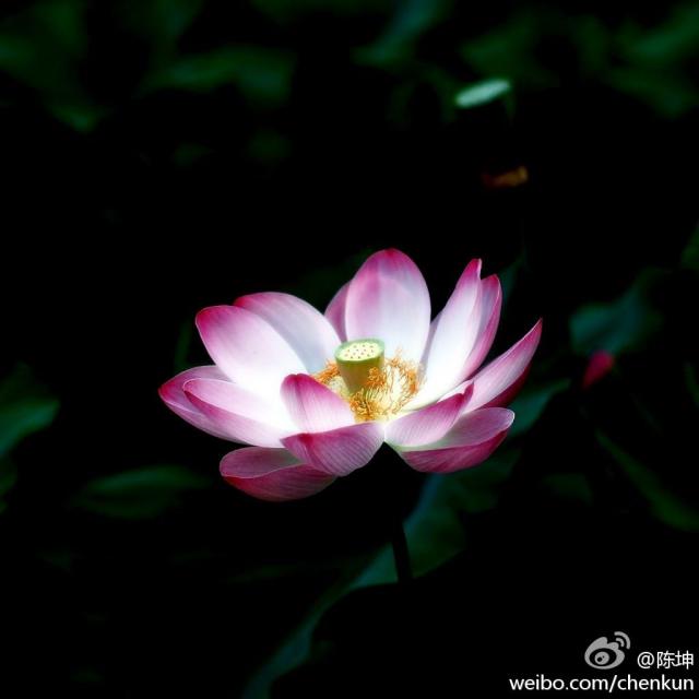 120716微博配图1