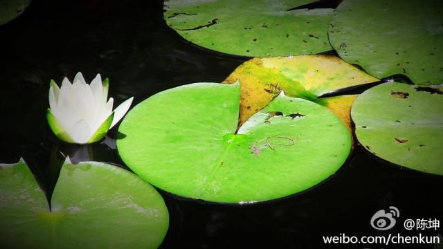 120909微博配图