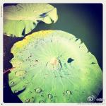 110723围脖配图1